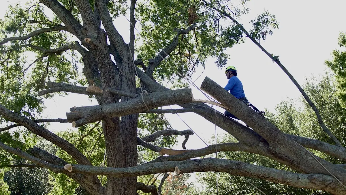 Professional Hazardous Tree Removal performed by certified arborists in Franklinton